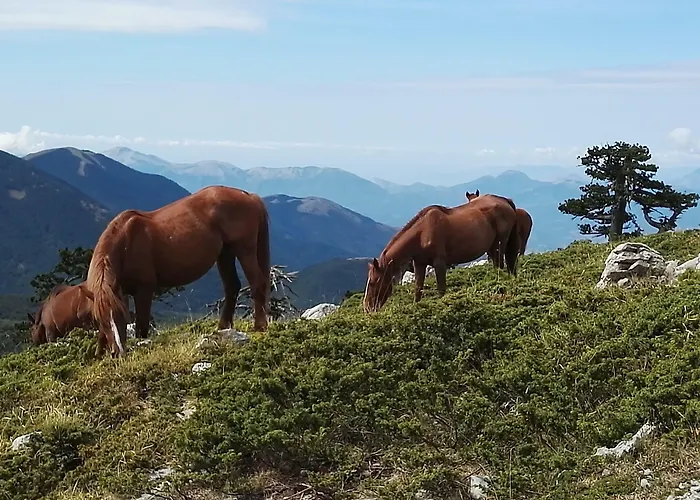 Esperança Alojamento de Acomodação e Pequeno-almoço Frascineto